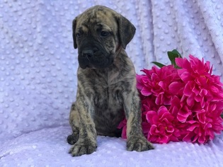 Presa Canario Puppy for sale in CEDAR LANE, PA, USA