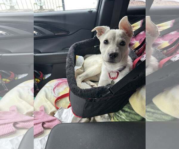 Medium Photo #1 Mutt Puppy For Sale in Woodbury, NY, USA