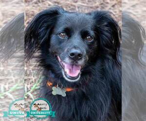 Colonial Cocker Spaniel-Retriever  Mix Dogs for adoption in Kennesaw, GA, USA
