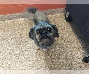 Shih Tzu Dogs for adoption in Pueblo, CO, USA