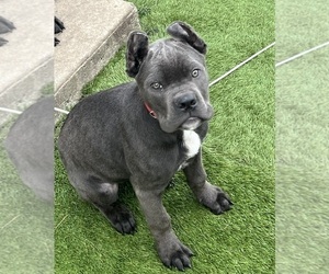 Cane Corso Puppy for sale in JOLIET, IL, USA