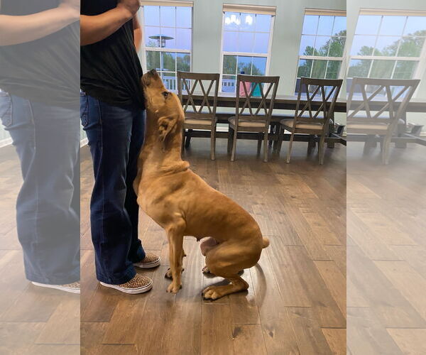 Medium Photo #8 Great Dane Puppy For Sale in Westminster, MD, USA