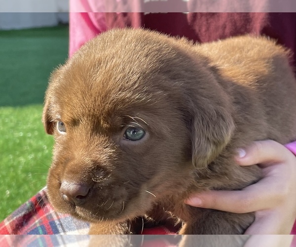 Medium Photo #5 Labrador Retriever Puppy For Sale in STOCKTON, CA, USA