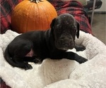 Small Photo #3 Great Dane Puppy For Sale in CARVER, MA, USA