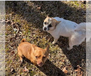 Chiranian Dogs for adoption in Atlanta, GA, USA