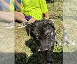 Medium German Shepherd Dog