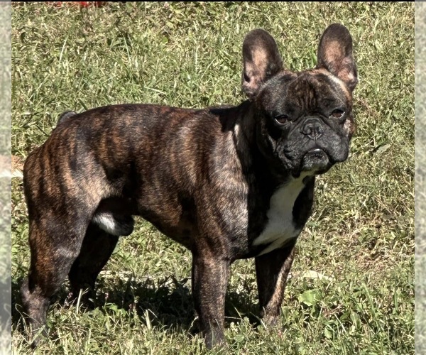 Medium Photo #1 French Bulldog Puppy For Sale in PORTSMOUTH, VA, USA