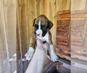 Boxer Puppy for sale in FLORENCE, AL, USA