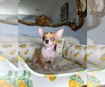 Small #7 Chihuahua