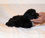 Small #16 Poodle (Toy)