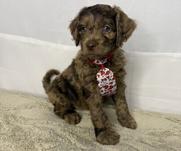 Medium Photo #3 Cocker Spaniel-Goldendoodle Mix Puppy For Sale in HINESVILLE, GA, USA