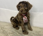 Puppy Yellow Collar Cocker Spaniel-Goldendoodle Mix