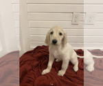 Small Photo #7 Goldendoodle Puppy For Sale in DENVER, CO, USA