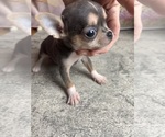 Small #3 Chihuahua