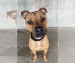 Small #4 American Pit Bull Terrier Mix