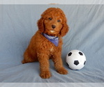 Small Photo #9 Goldendoodle (Miniature) Puppy For Sale in MILLERSBURG, OH, USA