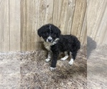 Small Photo #3 Aussiedoodle Puppy For Sale in MYRTLE, MO, USA