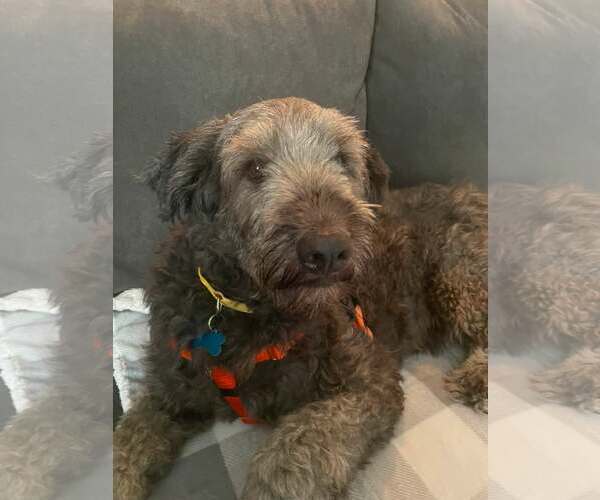 Medium Photo #2 Labradoodle Puppy For Sale in Plainfield, IL, USA