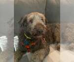 Small #1 Labradoodle