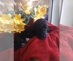 Small Photo #3 Poodle (Standard) Puppy For Sale in THOMASTON, GA, USA