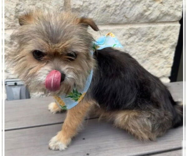 Medium Photo #3 Australian Terrier-Unknown Mix Puppy For Sale in Canton, CT, USA