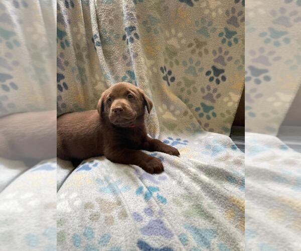 Medium Photo #3 Labrador Retriever Puppy For Sale in BLACKSBURG, SC, USA