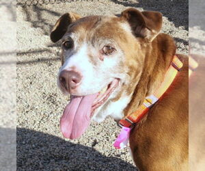 Labrador Retriever Mix Dog for Adoption in Fort Collins, Colorado USA