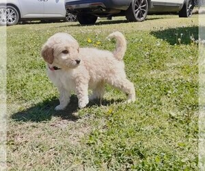 Great Pyrenees-Pyredoodle Mix Puppy for sale in ROGERS, AR, USA