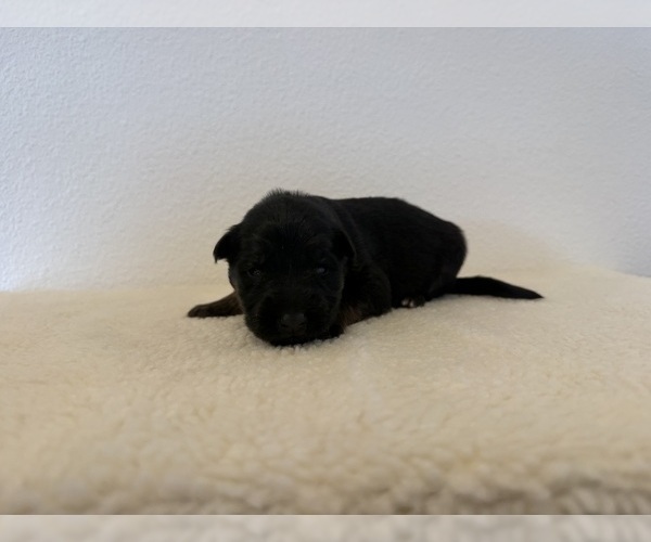 Medium Photo #4 German Shepherd Dog Puppy For Sale in VANCOUVER, WA, USA