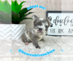 Small #2 French Bulldog