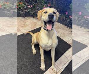 Scooby - Male Great Dane-Unknown Mix Dog for Adoption