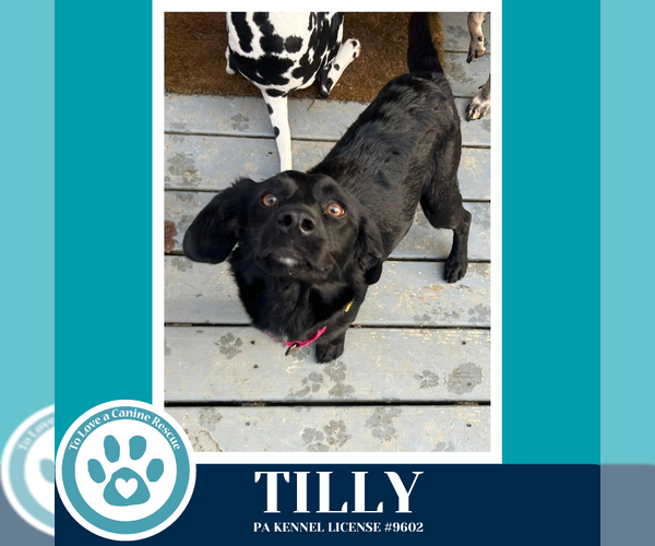 Medium Photo #4 Colonial Cocker Spaniel-Unknown Mix Puppy For Sale in Kimberton, PA, USA