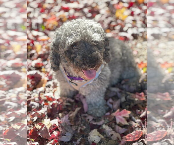 Medium Photo #1 Poodle (Miniature) Puppy For Sale in Wheaton, IL, USA