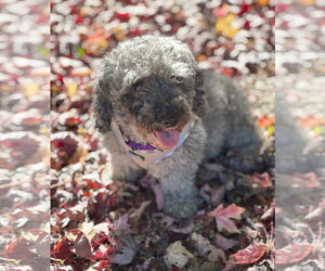 Poodle (Miniature) Dogs for adoption in Wheaton, IL, USA
