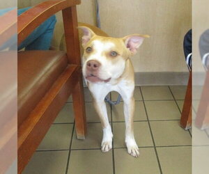 Labrador Retriever-Unknown Mix Dogs for adoption in Ocala, FL, USA