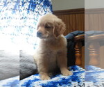 Small #4 Golden Retriever