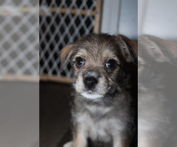Medium Photo #16 Chorkie Puppy For Sale in WILMINGTON, NC, USA