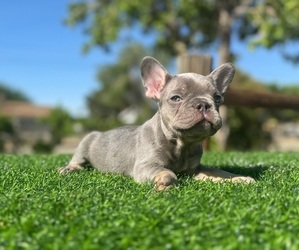 French Bulldog Puppy for sale in LOS ANGELES, CA, USA