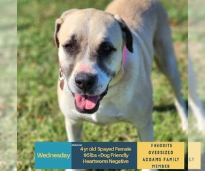 Mutt Dogs for adoption in Woodbury, NY, USA