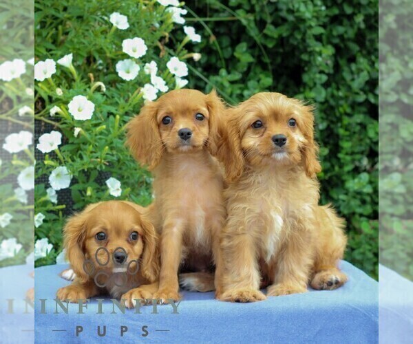 Medium Photo #3 Cavapoo Puppy For Sale in EAST EARL, PA, USA