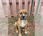 Small #5 American Pit Bull Terrier Mix