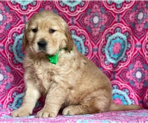 Golden Retriever Puppy for sale in LANCASTER, PA, USA