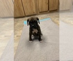 Small Photo #8 Boxer Puppy For Sale in SHELTON, WA, USA