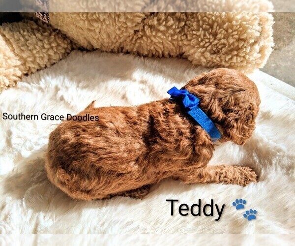 Medium Photo #17 Goldendoodle (Miniature) Puppy For Sale in GASTONIA, NC, USA