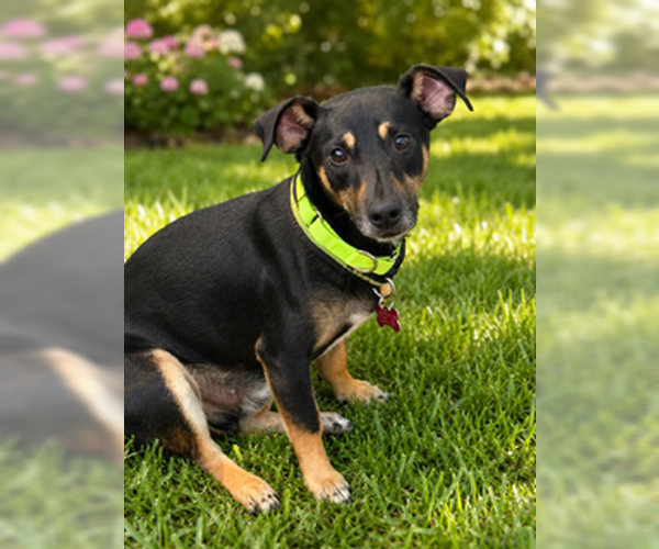 Medium Photo #5 Chihuahua-Unknown Mix Puppy For Sale in San Diego, CA, USA