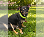 Small #4 Chihuahua Mix