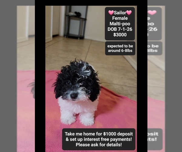 Medium Photo #1 Maltipoo (Toy) Puppy For Sale in TUCSON, AZ, USA