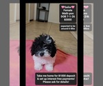 Image preview for Ad Listing. Nickname: Sailor