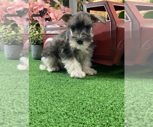 Medium Photo #2 Schnauzer (Miniature) Puppy For Sale in CANOGA, NY, USA