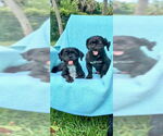 Small #5 Shih Tzu